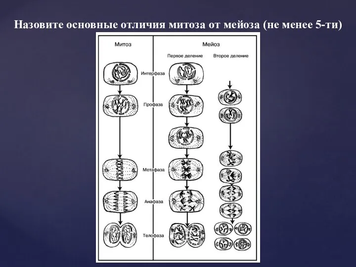 Назовите основные отличия митоза от мейоза (не менее 5-ти)