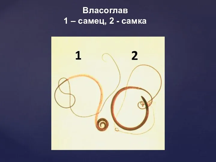 Власоглав 1 – самец, 2 - самка