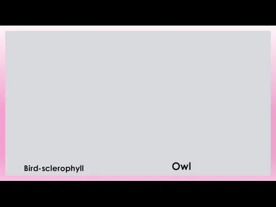 Bird-sclerophyll Owl