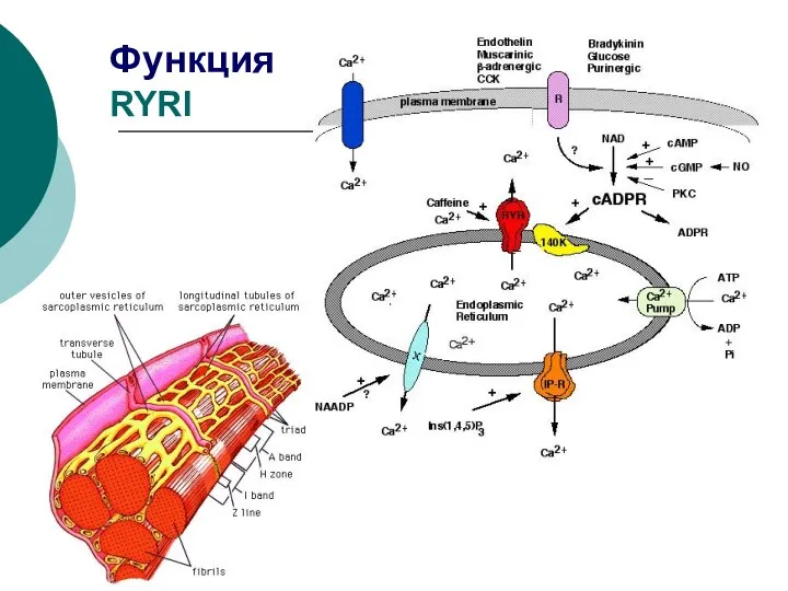Функция RYRI