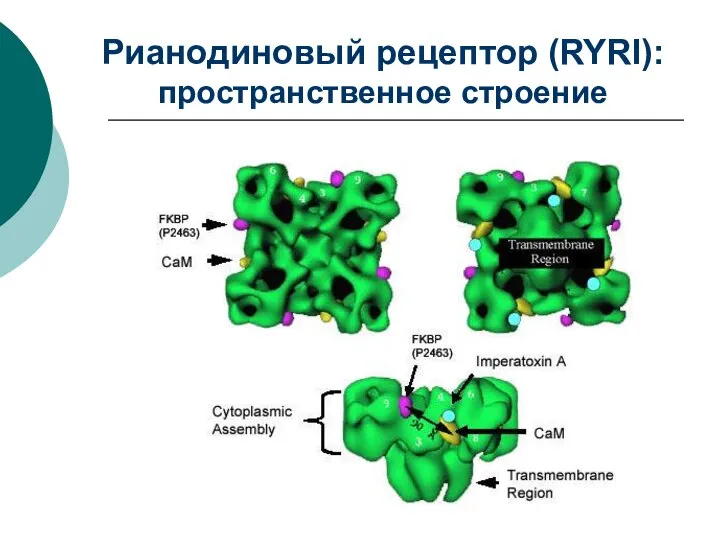 Рианодиновый рецептор (RYRI): пространственное строение