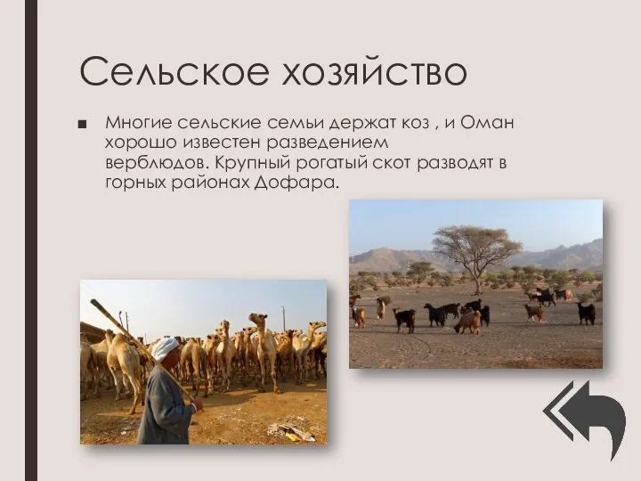 Сельское хозяйство Многие сельские семьи держат коз , и Оман хорошо известен