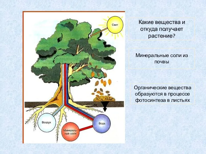 Какие вещества и откуда получает растение? Минеральные соли из почвы Органические вещества