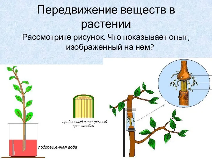 Передвижение веществ в растении Рассмотрите рисунок. Что показывает опыт, изображенный на нем?