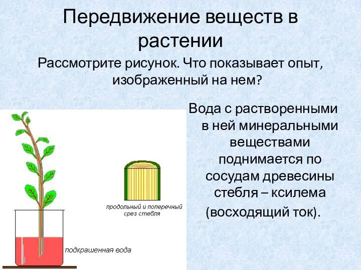 Передвижение веществ в растении Рассмотрите рисунок. Что показывает опыт, изображенный на нем?