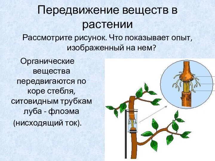 Передвижение веществ в растении Рассмотрите рисунок. Что показывает опыт, изображенный на нем?