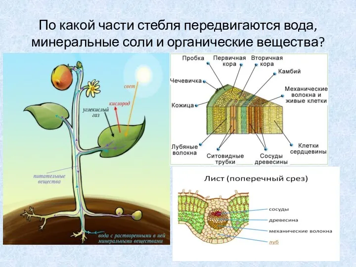 По какой части стебля передвигаются вода, минеральные соли и органические вещества?