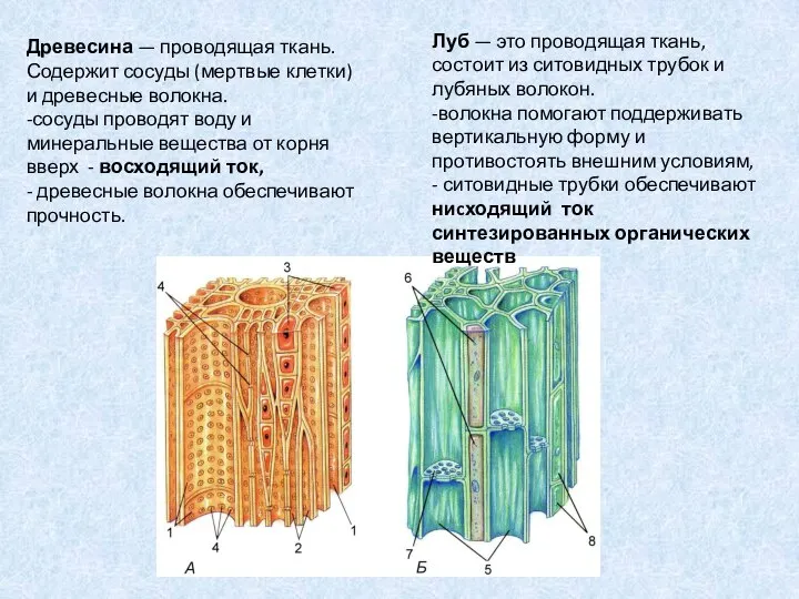 Древесина — проводящая ткань. Содержит сосуды (мертвые клетки) и древесные волокна. -сосуды