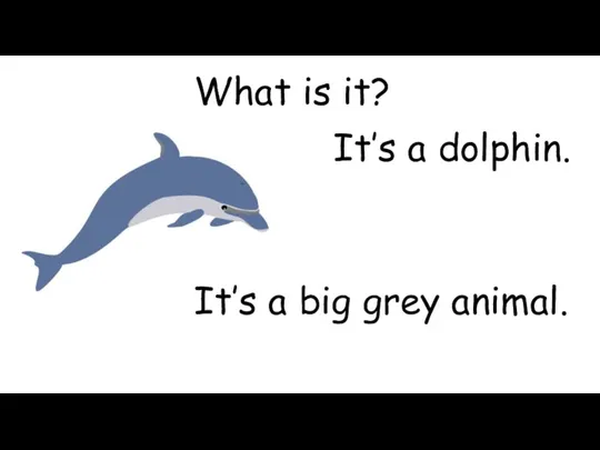 What is it? It’s a dolphin. It’s a big grey animal.