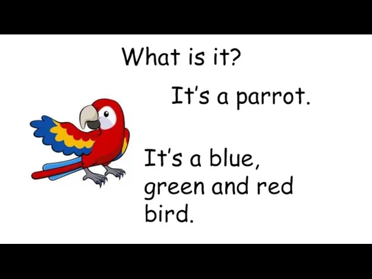 What is it? It’s a parrot. It’s a blue, green and red bird.