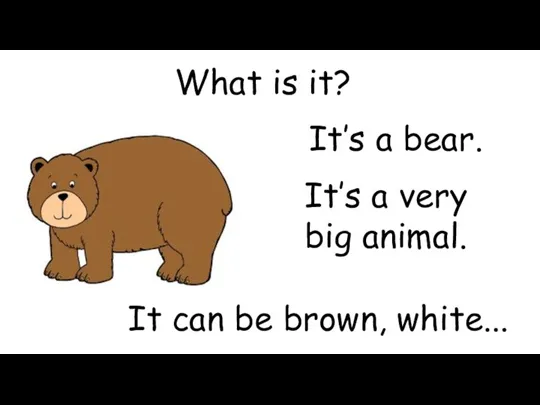 What is it? It’s a bear. It’s a very big animal. It can be brown, white...