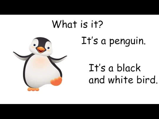 What is it? It’s a penguin. It’s a black and white bird.
