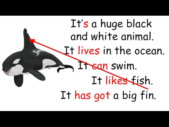 It’s a huge black and white animal. It lives in the ocean.