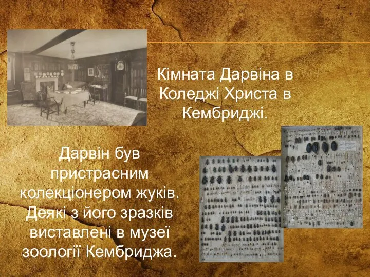 Кімната Дарвіна в Коледжі Христа в Кембриджі. Дарвін був пристрасним колекціонером жуків.