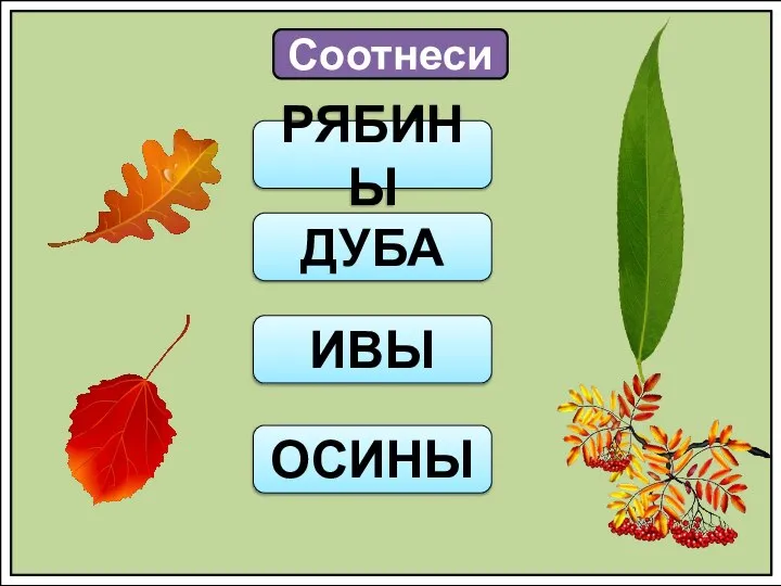 Соотнеси РЯБИНЫ ДУБА ИВЫ ОСИНЫ