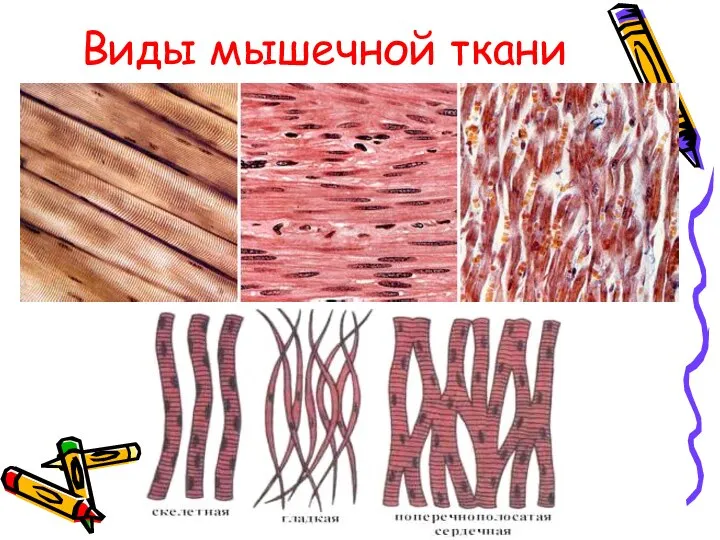 Виды мышечной ткани