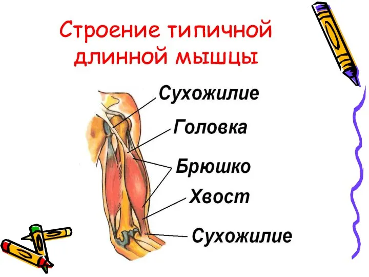 Строение типичной длинной мышцы