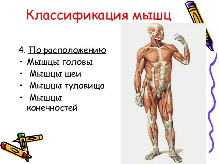 Классификация мышц 4. По расположению Мышцы головы Мышцы шеи Мышцы туловища Мышцы конечностей