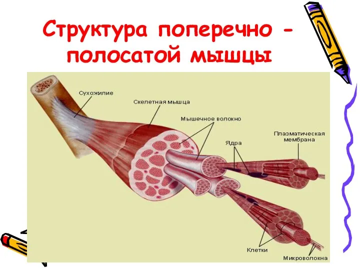 Структура поперечно - полосатой мышцы