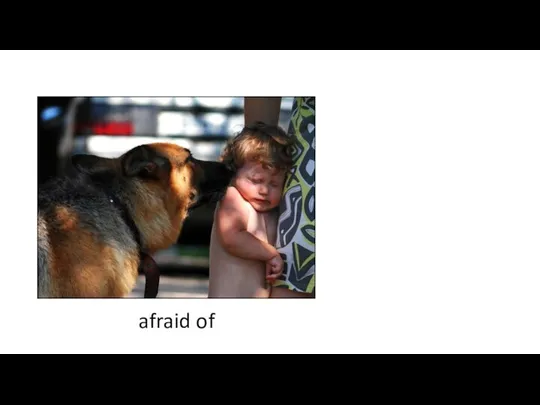 afraid of He is afraid of dogs.