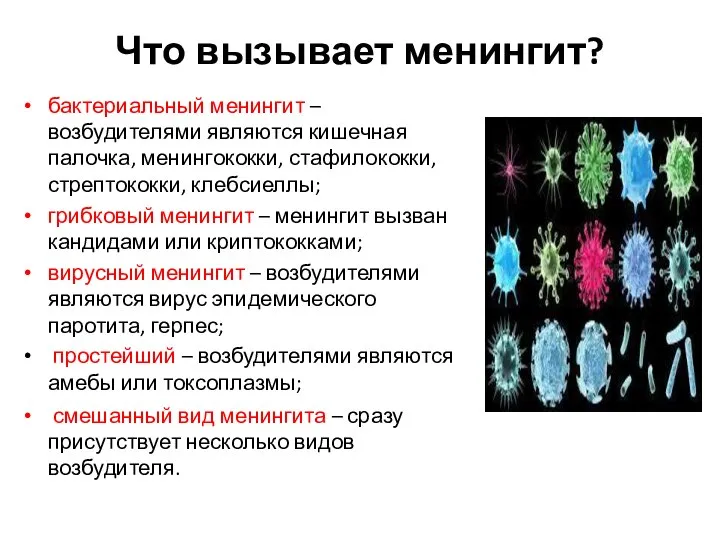 Что вызывает менингит? бактериальный менингит – возбудителями являются кишечная палочка, менингококки, стафилококки,