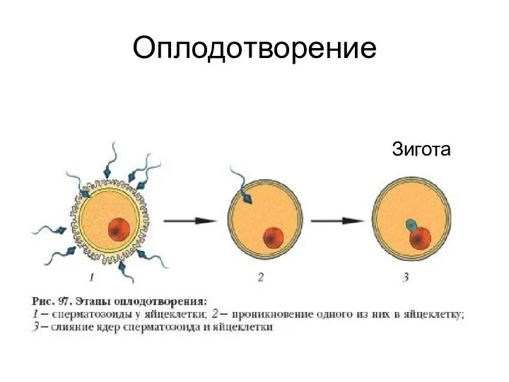 Оплодотворение Зигота