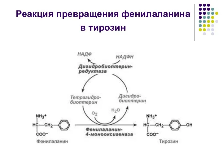 Реакция превращения фенилаланина в тирозин