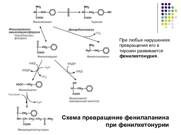Схема превращение фенилаланина при фенилкетонурии При любых нарушениях превращения его в тирозин развивается фенилкетонурия.
