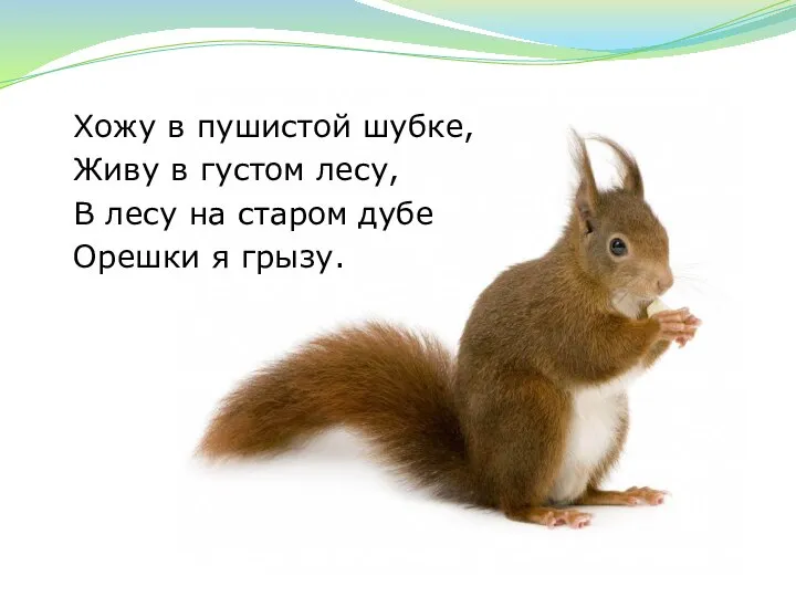 Хожу в пушистой шубке, Живу в густом лесу, В лесу на старом дубе Орешки я грызу.