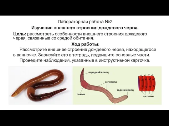 Лабораторная работа №2 Изучение внешнего строения дождевого червя. Цель: рассмотреть особенности внешнего