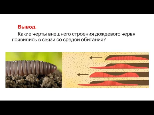 Вывод. Какие черты внешнего строения дождевого червя появились в связи со средой обитания?