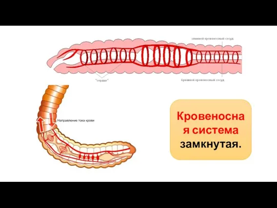 Кровеносная система замкнутая.