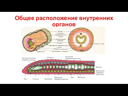 Общее расположение внутренних органов