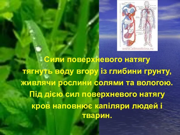 Сили поверхневого натягу тягнуть воду вгору із глибини грунту, живлячи рослини солями