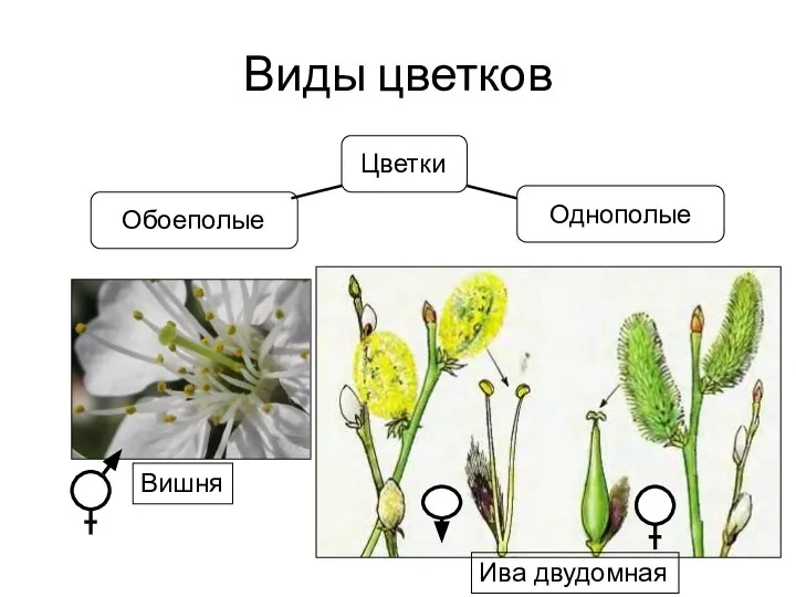 Виды цветков Однополые Ива двудомная Вишня