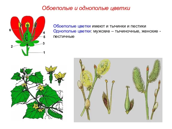Обоеполые цветки имеют и тычинки и пестики Однополые цветки: мужские – тычиночные,