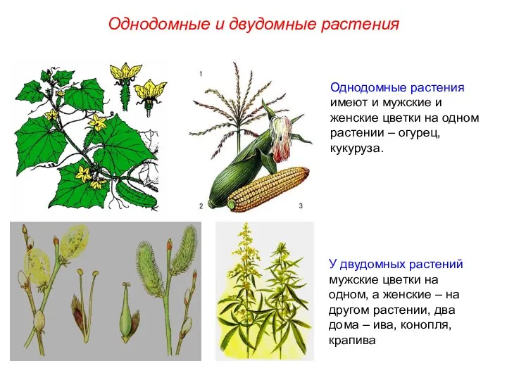 Однодомные растения имеют и мужские и женские цветки на одном растении –