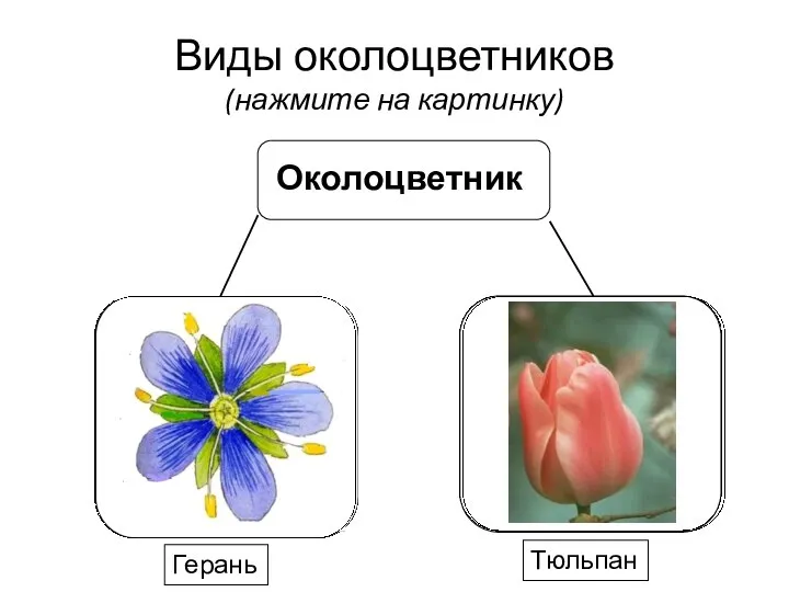 Виды околоцветников (нажмите на картинку) Герань Тюльпан
