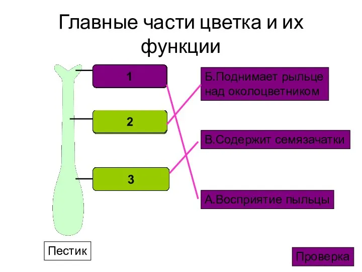 Главные части цветка и их функции Пестик А.Восприятие пыльцы Б.Поднимает рыльце над