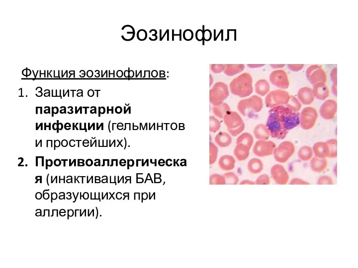 Эозинофил Функция эозинофилов: Защита от паразитарной инфекции (гельминтов и простейших). Противоаллергическая (инактивация БАВ, образующихся при аллергии).