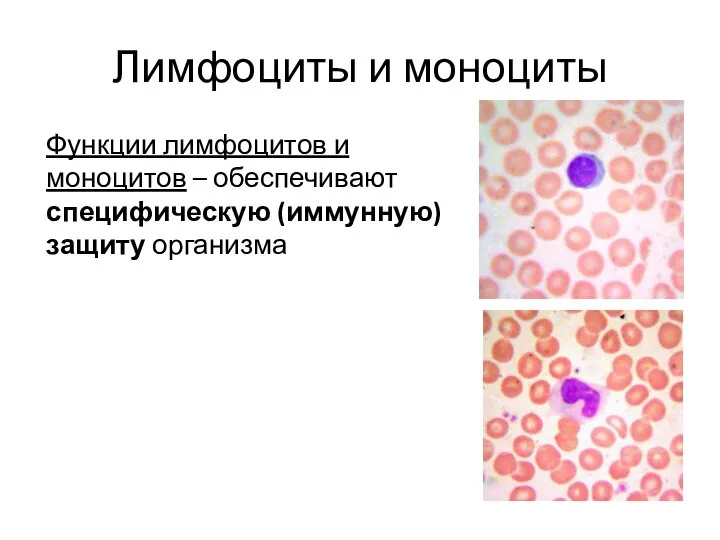 Лимфоциты и моноциты Функции лимфоцитов и моноцитов – обеспечивают специфическую (иммунную) защиту организма
