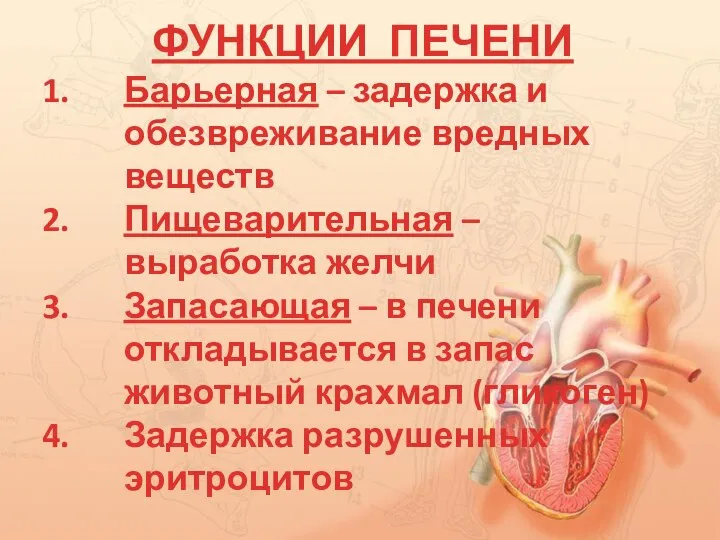 ФУНКЦИИ ПЕЧЕНИ Барьерная – задержка и обезвреживание вредных веществ Пищеварительная – выработка