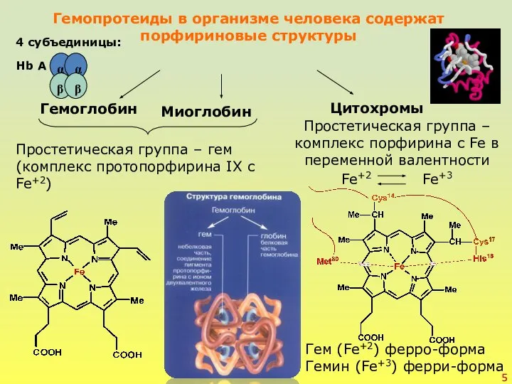 Гемопротеиды в организме человека содержат порфириновые структуры Простетическая группа – гем (комплекс