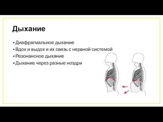 Дыхание Диафрагмальное дыхание Вдох и выдох и их связь с нервной системой