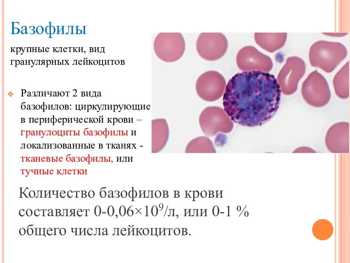 Базофилы крупные клетки, вид гранулярных лейкоцитов Различают 2 вида базофилов: циркулирующие в