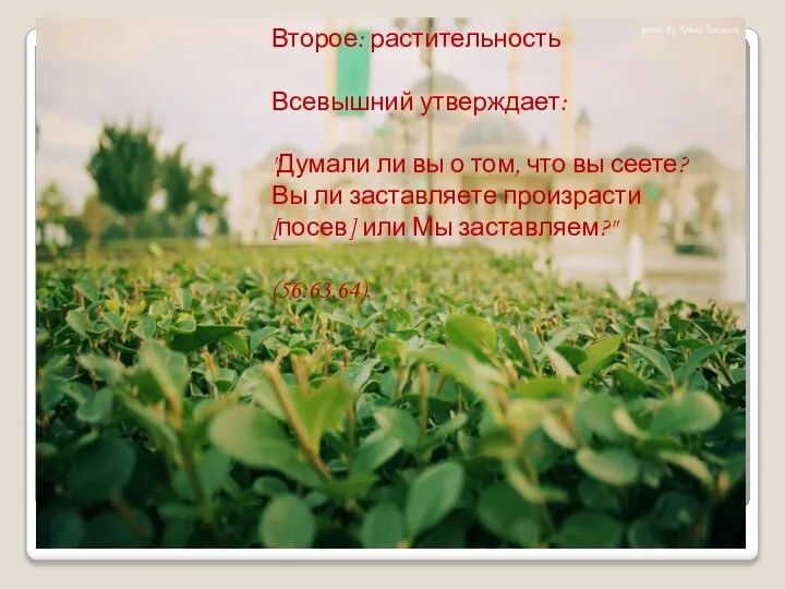 Второе: растительность Всевышний утверждает: "Думали ли вы о том, что вы сеете?