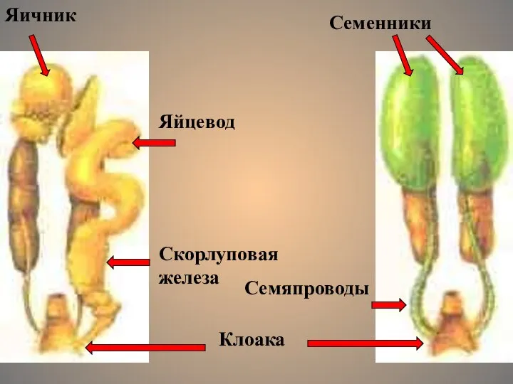 Яичник Яйцевод Скорлуповая железа Клоака Семенники Семяпроводы