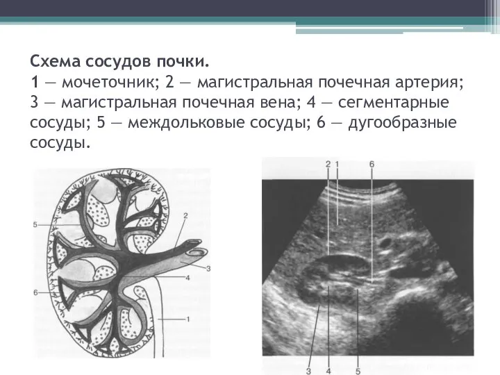 Схема сосудов почки. 1 — мочеточник; 2 — магистральная почечная ар­терия; 3