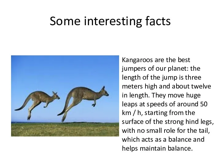 Some interesting facts Kangaroos are the best jumpers of our planet: the