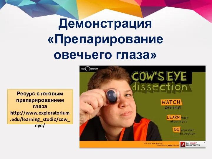 Демонстрация «Препарирование овечьего глаза» Ресурс с готовым препарированием глаза http://www.exploratorium.edu/learning_studio/cow_eye/